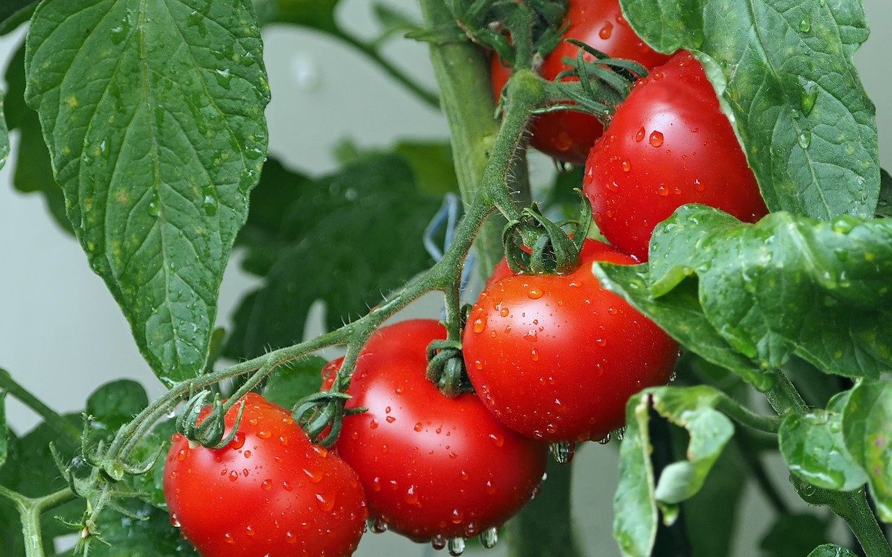 generation ozone pour les plants de tomates