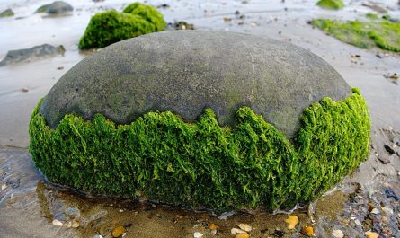 ozonation des algues vertes