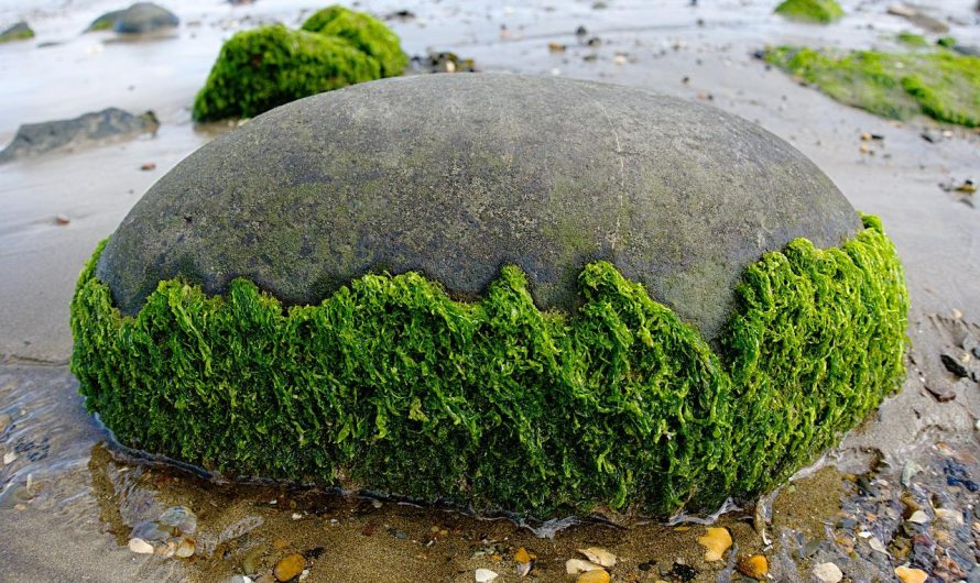 Traitement des algues vertes par ozonation
