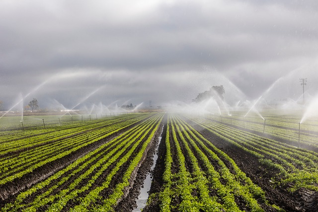 Irrigation agricole avec un traitement à l’ozone en Algérie