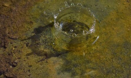 l'élimination des microplastiques (MP) dans les effluents de traitement secondaire par oxydation à l'ozone (O 3 )
