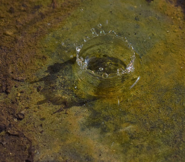 l'élimination des microplastiques (MP) dans les effluents de traitement secondaire par oxydation à l'ozone (O 3 )