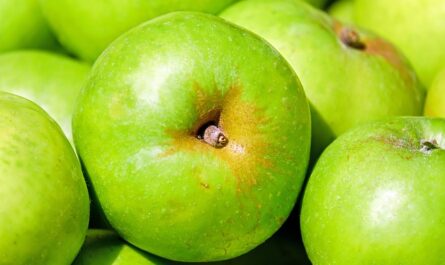 propriétés désinfectantes de l'ozone dans la conservation des pommes sous atmosphère contrôlée